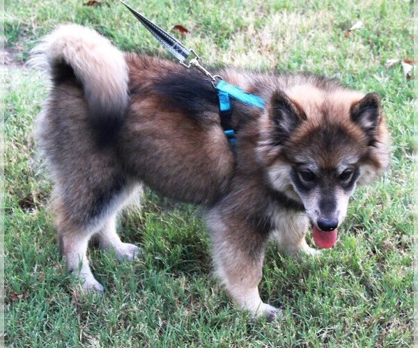 Medium Photo #5  Breeder Profile in ROYSE CITY, TX, USA