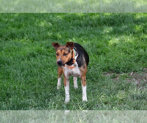 Medium Photo #5  Breeder Profile in PETERSBURG, PA, USA