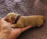 Small #1 Breeder Profile image