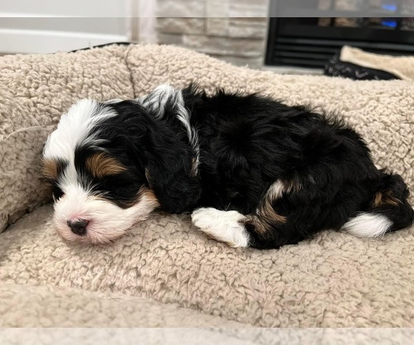 Medium Photo #1  Breeder Profile in BURBANK, WA, USA