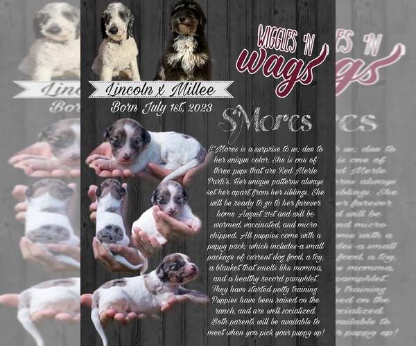 Medium Photo #3  Breeder Profile in PRAIRIE VIEW, KS, USA