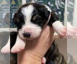 Small #16 Breeder Profile image