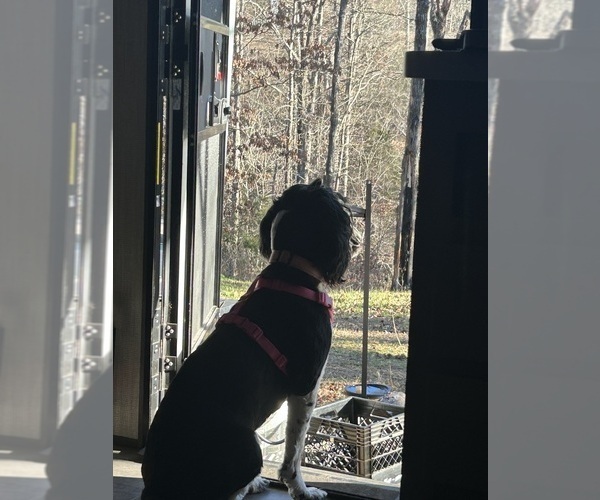 Medium Photo #23  Breeder Profile in BAYTOWN, TX, USA