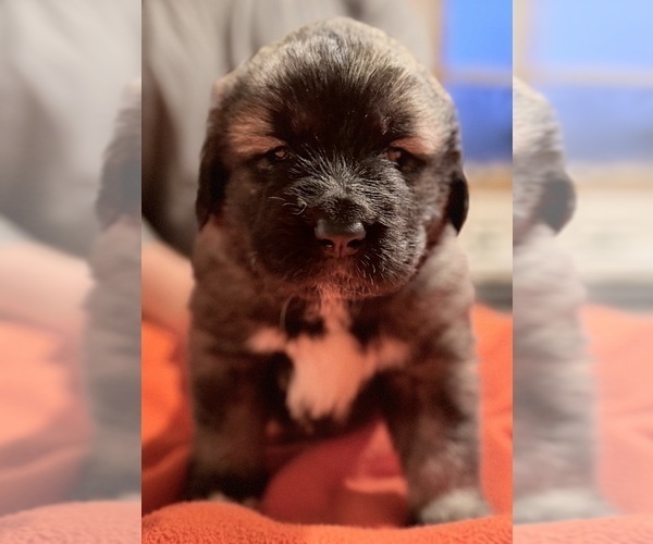 Medium Photo #1  Breeder Profile in AKELEY, MN, USA