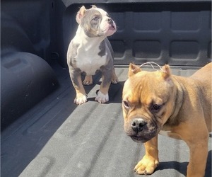 American Bully-Unknown Mix Dog Breeder near VICTORVILLE, CA, USA