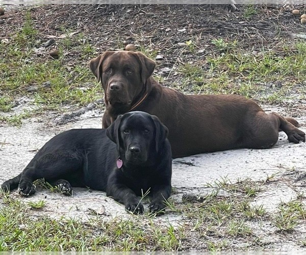 Medium Photo #5  Breeder Profile in LELAND, NC, USA