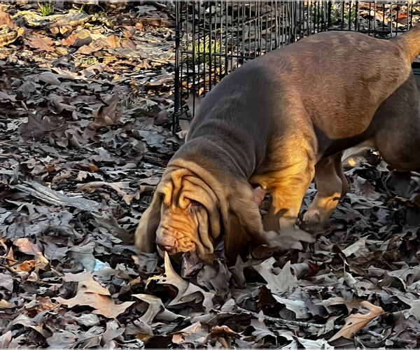 Medium Photo #3  Breeder Profile in UNIONTOWN, AR, USA