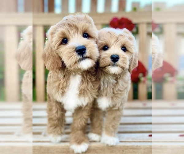 Medium Photo #39  Breeder Profile in BAKERSFIELD, CA, USA