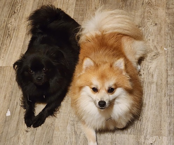 Medium Photo #2  Breeder Profile in HAMPTON, VA, USA
