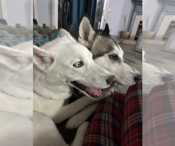 Medium Photo #1  Breeder Profile in GREEN COVE SPRINGS, FL, USA