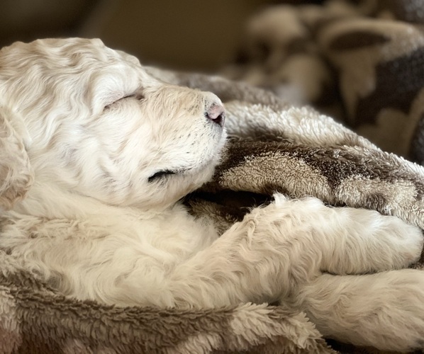 Medium Photo #1  Breeder Profile in MERIDIAN, ID, USA