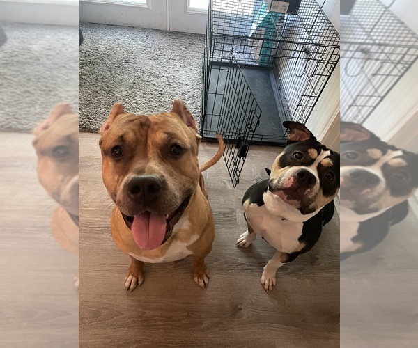 Medium Photo #1  Breeder Profile in FEDERAL WAY, WA, USA