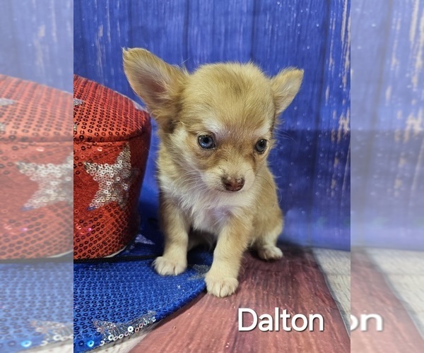 Medium Photo #9  Breeder Profile in HOMERVILLE, GA, USA