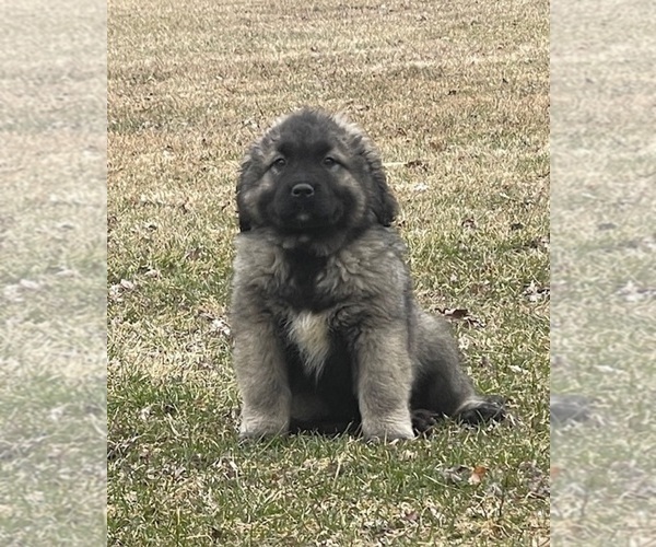 Medium Photo #107  Breeder Profile in TWINING, MI, USA