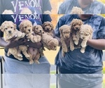 Small breeder photo