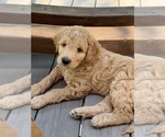 Small #11 Breeder Profile image