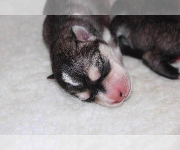 Medium Photo #5  Breeder Profile in DE SOTO, KS, USA