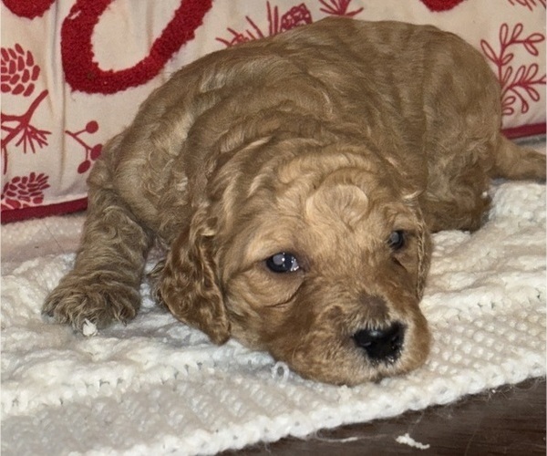 Medium Photo #13  Breeder Profile in DEXTER, MO, USA