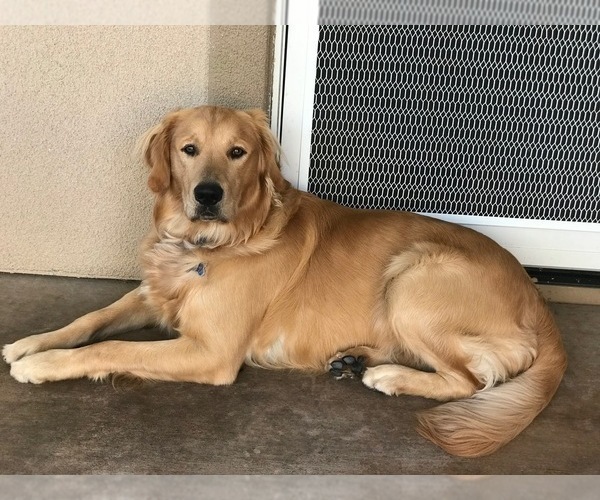 Medium Photo #29  Breeder Profile in BLUE SPRINGS, MO, USA