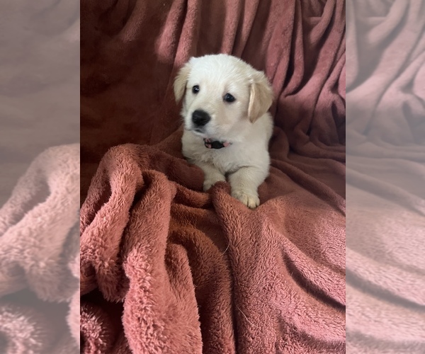Medium Photo #1  Breeder Profile in EUGENE, OR, USA