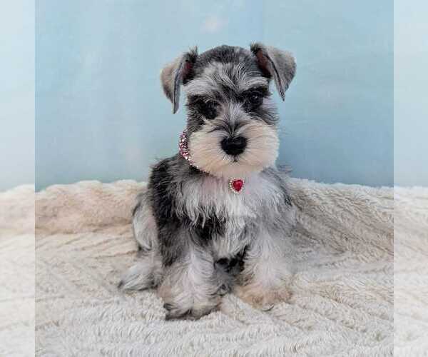 Medium Photo #3  Breeder Profile in HOLLYWOOD, FL, USA