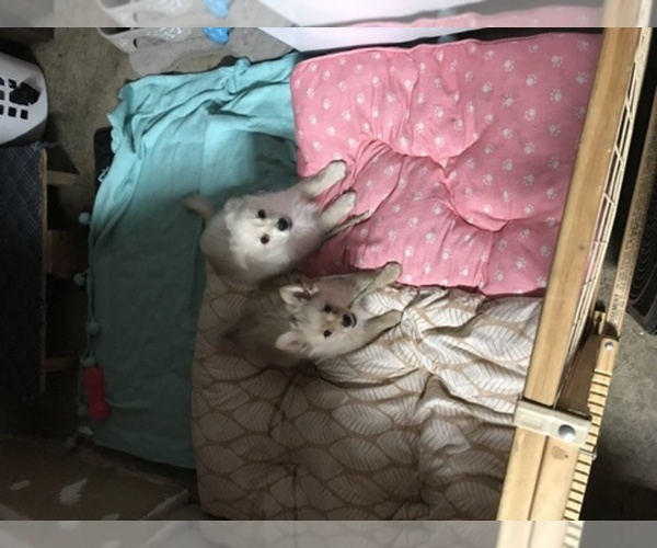 Medium Photo #1  Breeder Profile in FREMONT, CA, USA