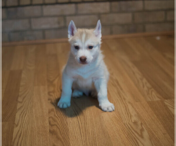 Medium Photo #1  Breeder Profile in COLORADO SPRINGS, CO, USA
