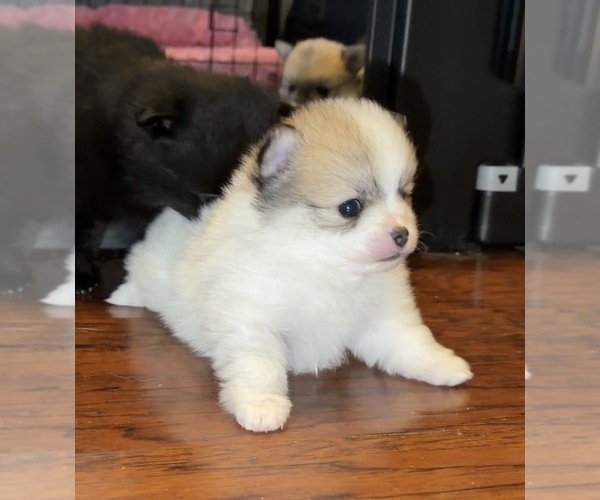 Medium Photo #30  Breeder Profile in KENNESAW, GA, USA