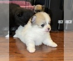 Small #29 Breeder Profile image