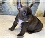 Small breeder photo
