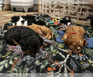 Cavalier King Charles Spaniel Dog Breeder near WAXAHACHIE, TX, USA