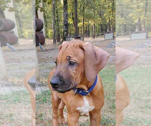 Medium Photo #19  Breeder Profile in ALBA, TX, USA