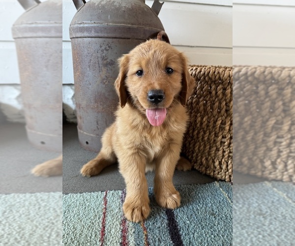 Medium Photo #7  Breeder Profile in COSHOCTON, OH, USA