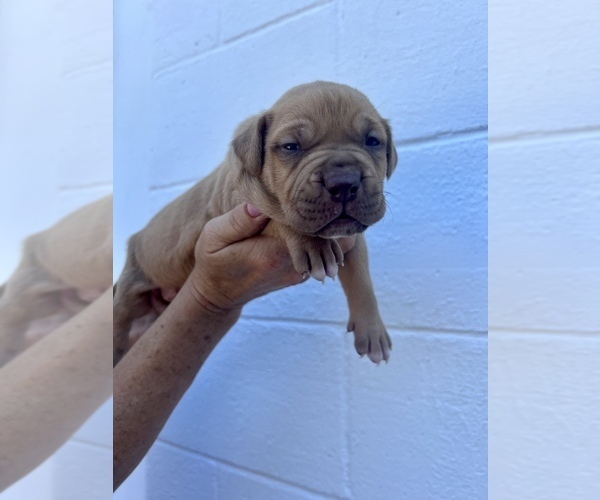 Medium Photo #5  Breeder Profile in GOSHEN, KY, USA