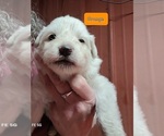 Small Photo #9  Breeder Profile in SCOTTSVILLE, KY, USA