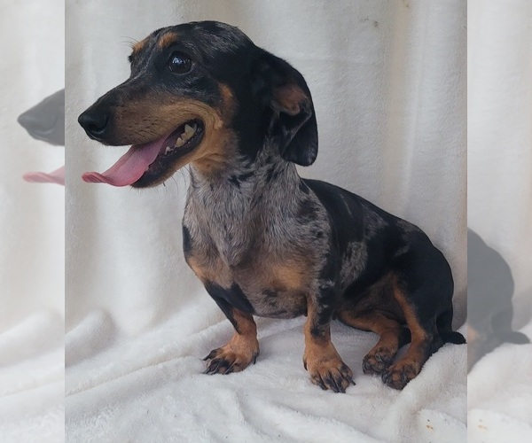 Medium Photo #9  Breeder Profile in CHICKAMAUGA, GA, USA
