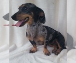 Small #8 Breeder Profile image