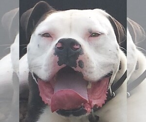 American Bulldog Dog Breeder near SAN MARCOS, TX, USA