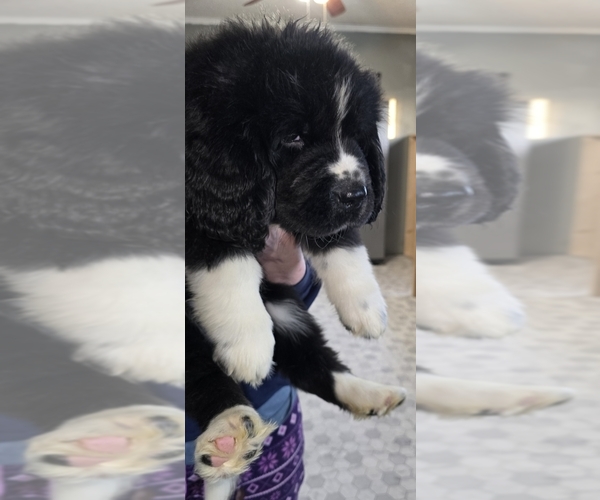 Medium Photo #56  Breeder Profile in TILTON, IL, USA