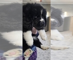 Small #55 Breeder Profile image