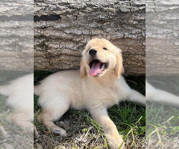 Medium Photo #1  Breeder Profile in BROOKSVILLE, FL, USA