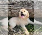 Small breeder photo