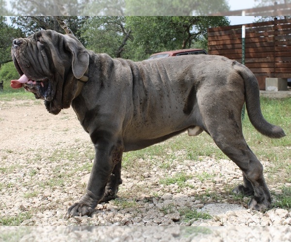 Medium Photo #29  Breeder Profile in SAN MARCOS, TX, USA