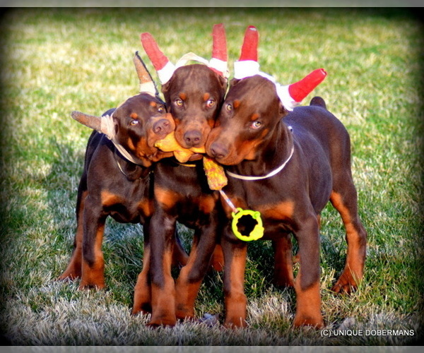 Medium Photo #2  Breeder Profile in FRUITA, CO, USA