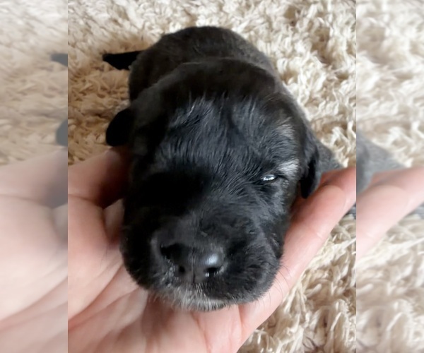 Medium Photo #11  Breeder Profile in AKELEY, MN, USA