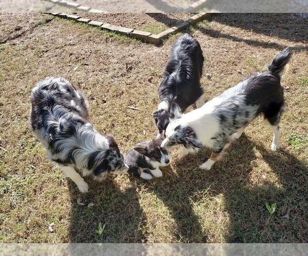 Medium Photo #14  Breeder Profile in HUNTSVILLE, AL, USA