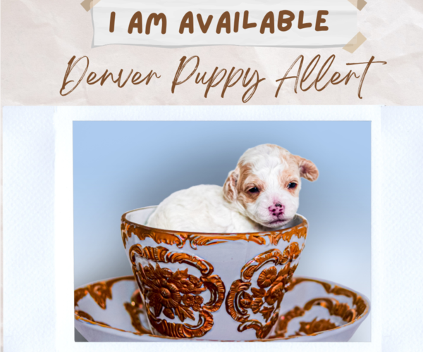 Medium Photo #5  Breeder Profile in DENVER, CO, USA