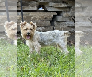 Yorkshire Terrier Dog Breeder near LITTLE ROCK, AR, USA
