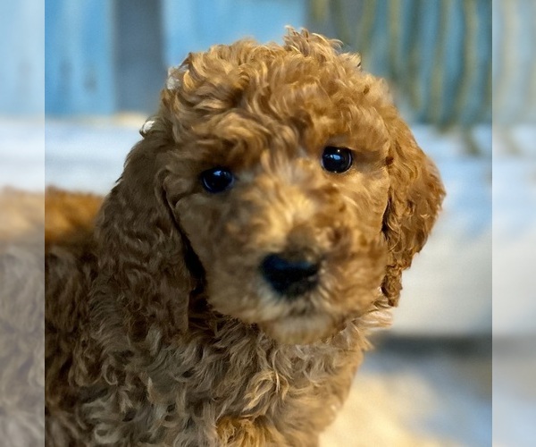 Medium Photo #6  Breeder Profile in POWELL, TN, USA