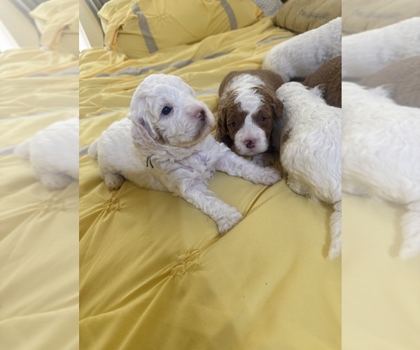 Medium Photo #23  Breeder Profile in SAN ANTONIO, TX, USA